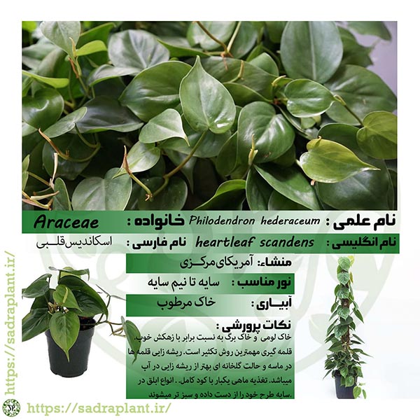 کارت و اطلاعات گیاهشناسی اسکاندیس کارت و اطلاعات گیاهشناسی اسکاندیس
