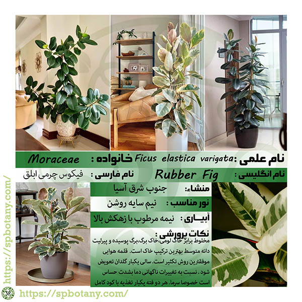 اطلاعات گیاهشناسی فیکوس الاستیکا