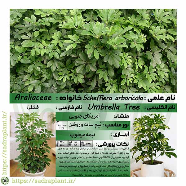 اطلاعات گیاهشناسی شفلرا