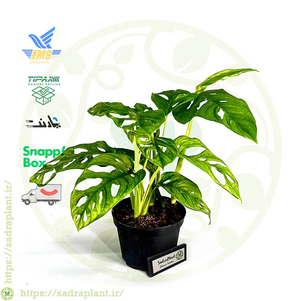 روشهای ارسال پوتوس حصیری روشهای ارسال پوتوس حصیری و سایر محصولات صدراپلنت در سراسر کشور