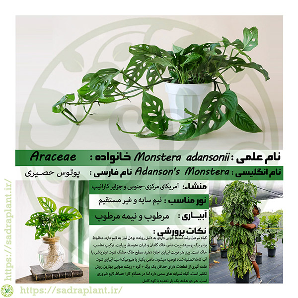 کارت گیاهشناسی پوتوس حصیری اطلاعات و کارت گیاهشناسی پوتوس حصیری محصولی از صدراپلنت