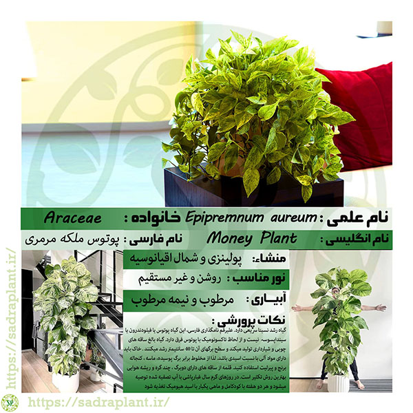 کارت گیاهشناسی پوتوس ملکه برفی (مرمری) اطلاعات و کارت گیاهشناسی پوتوس ملکه برفی (مرمری) محصولی از صدراپلنت