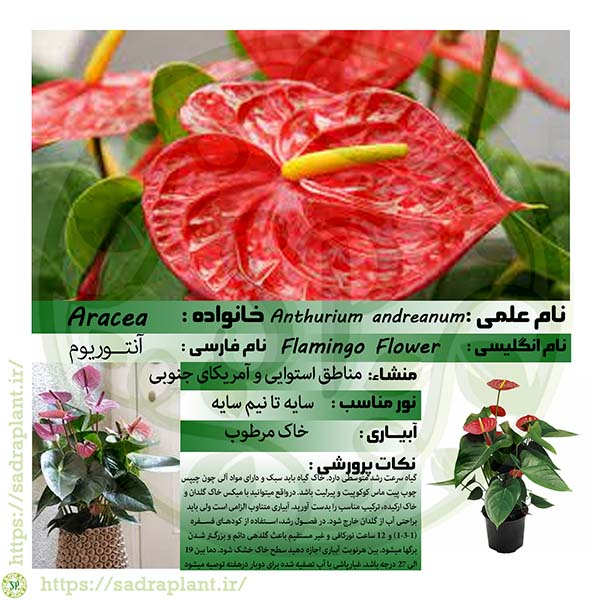 اطلاعات گیاهشناسی آنتوریوم آندرآنوم کارت و اطلاعات گیاهشناسی آنتوریوم آندرآنوم محصولی از صدراپلنت