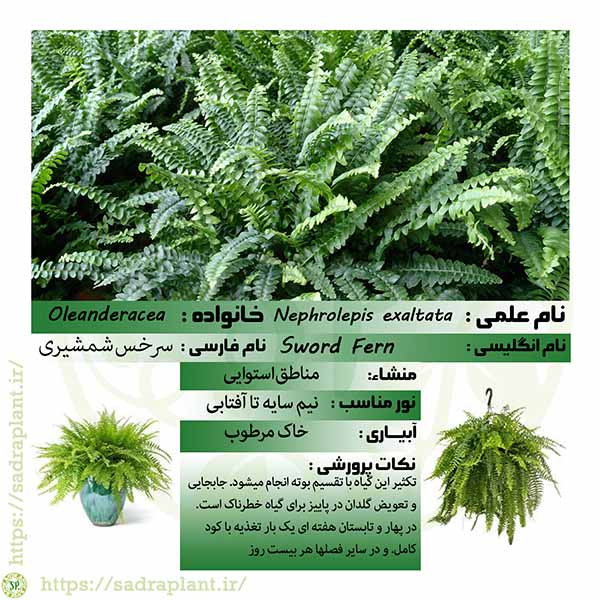 کارت گیاهشناسی سرخس شمشیری کارت و اطلاعات گیاهشناسی سرخس شمشیری، محصولی از صدراپلنت
