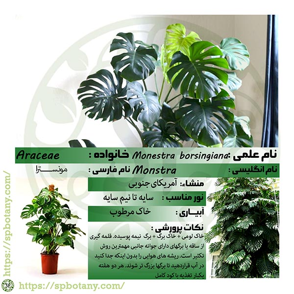 کارت گیاهشانسی مونسترا بورسیجیانا کارت گیاهشانسی و اطلاعات گیاهی مونسترا بورسیجیانا