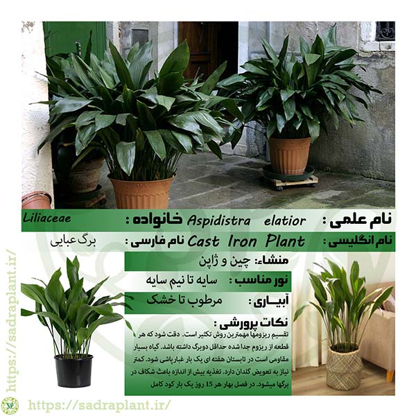 اطلاعات گیاهشناسی برگ عبایی کارت و اطلاعات گیاهشناسی برگ عبایی محصولی از صدراپلنت