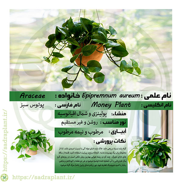 کارت گیاهشناسی پوتوس سبز اطلاعات و کارت گیاهشناسی پوتوس سبز محصولی از صدراپلنت