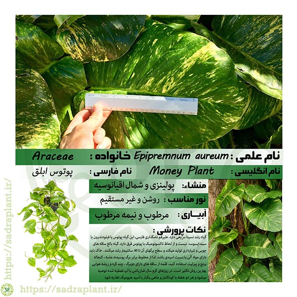 اطلاعات گیاهشناسی