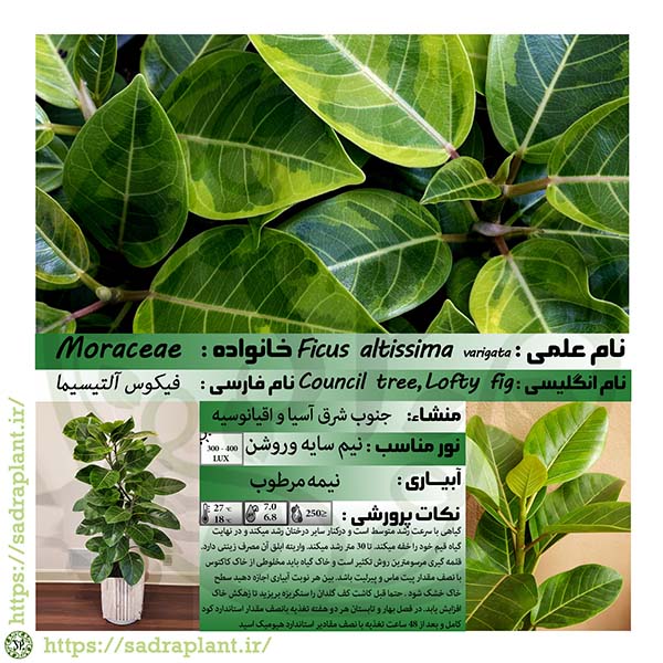 کارت گیاهشناسی فیکوس آلتیسما کارت گیاهشناسی و اطلاعات درباره فیکوس آلتیسما