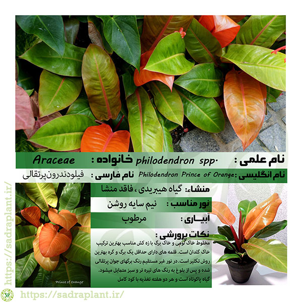 کارت گیاهشناسی فیلودندرون پرتقالی کارت و اطلاعات گیاهشناسی فیلودندرون پرتقالی محصولی از صدراپلنت