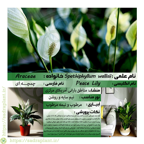 کارت گیاهشناسی اسپاتی فیلوم کارت و اطلاعات گیاهشناسی اسپاتی فیلوم محصولی از صدراپلنت