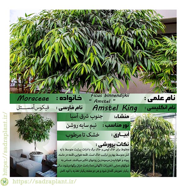 کارت گیاهشناسی آمستل