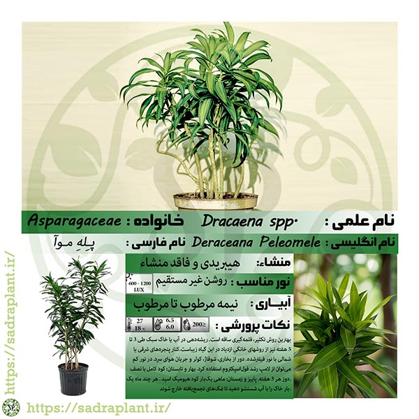 کارت گیاهشناسی دراسنا پله موآ