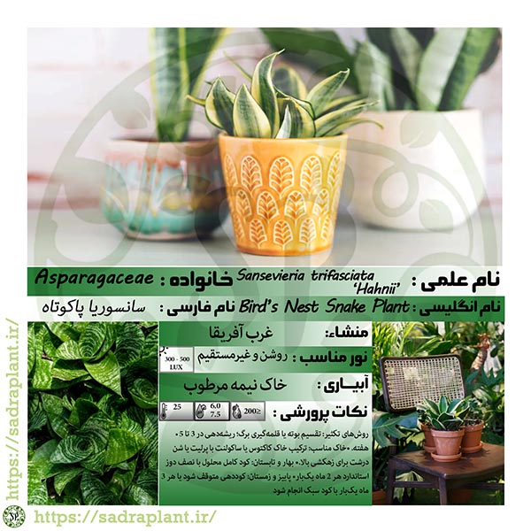 کارت اطلاعات گیاهشناسی سانسوریا پا کوتاه