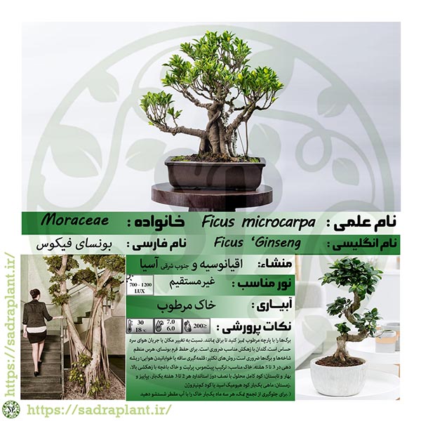 کارت گیاهشناسی بونسای فیکوس