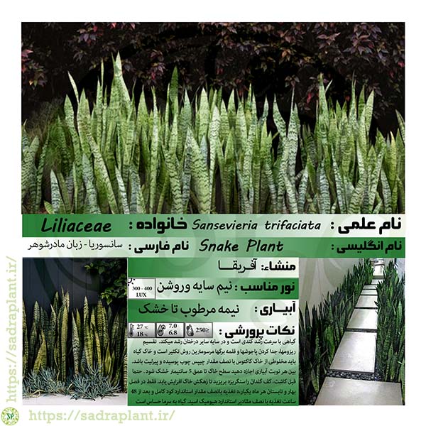 اطلاعات گیاهشناسی