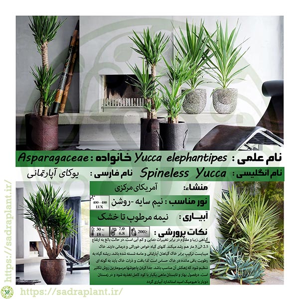 کارت گیاهشناسی یوکا