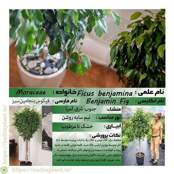 اطلاعات گیاهشناسی فیکوس بنجامین سبز صدراپلنت