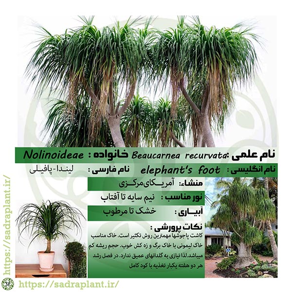 اطلاعات گیاهشناسی لیندا