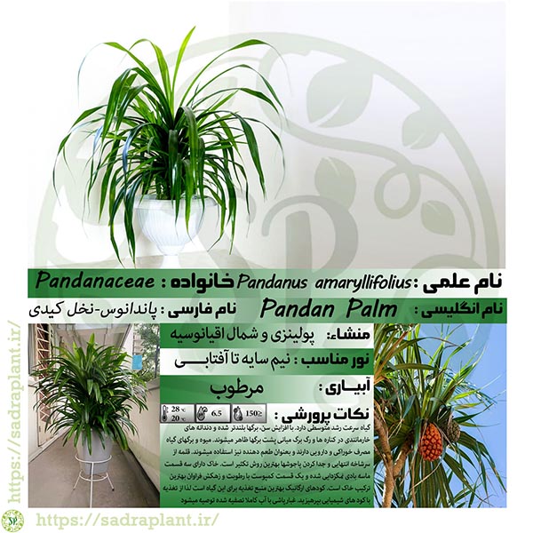 کارت گیاهشناسی پاندانوس