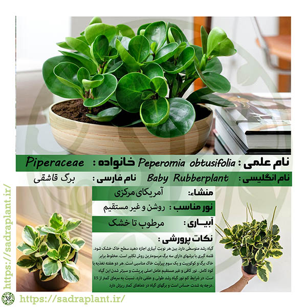 کارت گیاهشناسی برگ قاشقی کارت و اطلاعات گیاهشناسی برگ قاشقی، محصولی از صدراپلنت