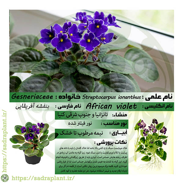 کارت گیاهشناسی بنفشه آفریقایی کارت و اطلاعات گیاهشناسی درباره بنفشه آفریقایی، محصولی از صدراپلنت