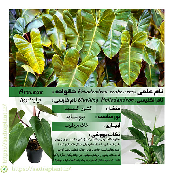 کارت گیاهشناسی فیلودندرون اِروبسنس کارت گیاهشناسی و اطلاعات علمی گیاه فیلودندرون اِروبسنس محصولی از صدراپلنت