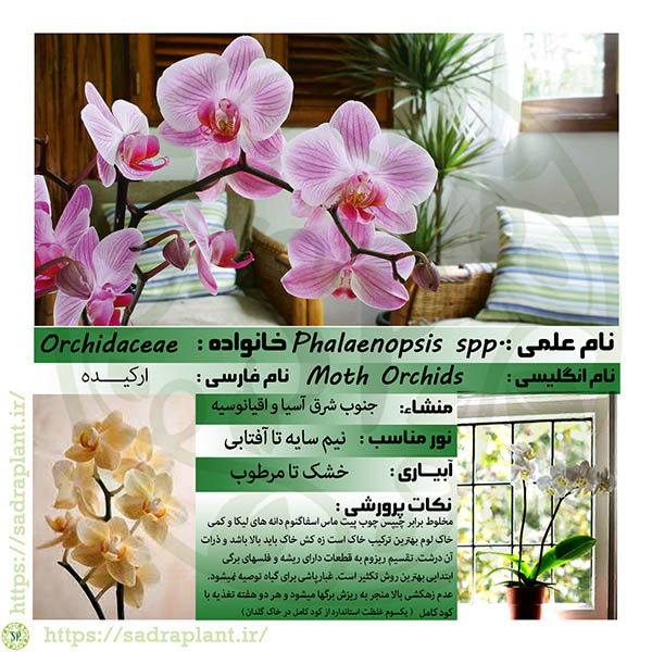 کارت گیاهشناسی ارکیده فالائنوپسیس اطلاعات و کارت گیاهشناسی ارکیده فالائنوپسیس یا ارکیده پروانه ای