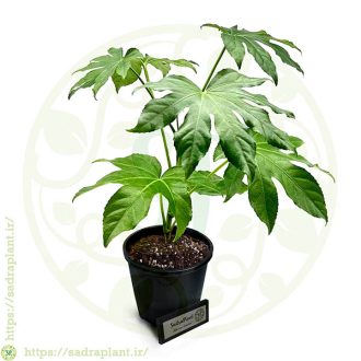فاتسیا ژاپونیکا (آرالیای ژاپونی) محصولی از صدراپلنت