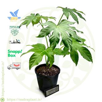 روشهای ارسال فاتسیا ژاپونیکا (آرالیای ژاپونی) و سایر محصولات صدراپلنت در سراسر کشور