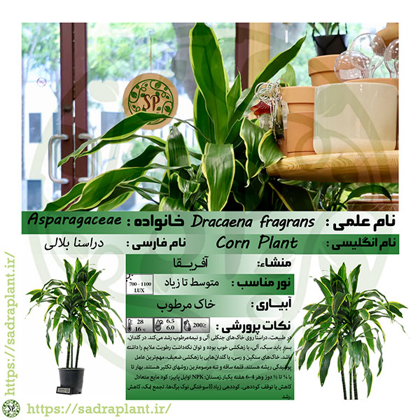 کارت گیاهشناسی دراسنا بلالی اطلاعات و کارت گیاهشناسی دراسنا بلالی