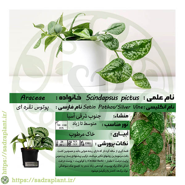کارت گیاهشناسی پوتوس نقره ای اطلاعات و کارت گیاهشناسی پوتوس نقره ای، محصولی از صدراپلنت