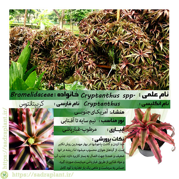 اطلاعات و کارت گیاهشناسی گیاه کریپتانتوس اطلاعات و کارت گیاهشناسی گیاه کریپتانتوس