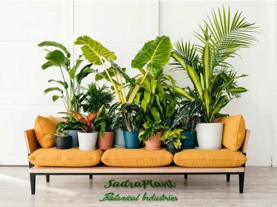Top 10 Houseplants 4